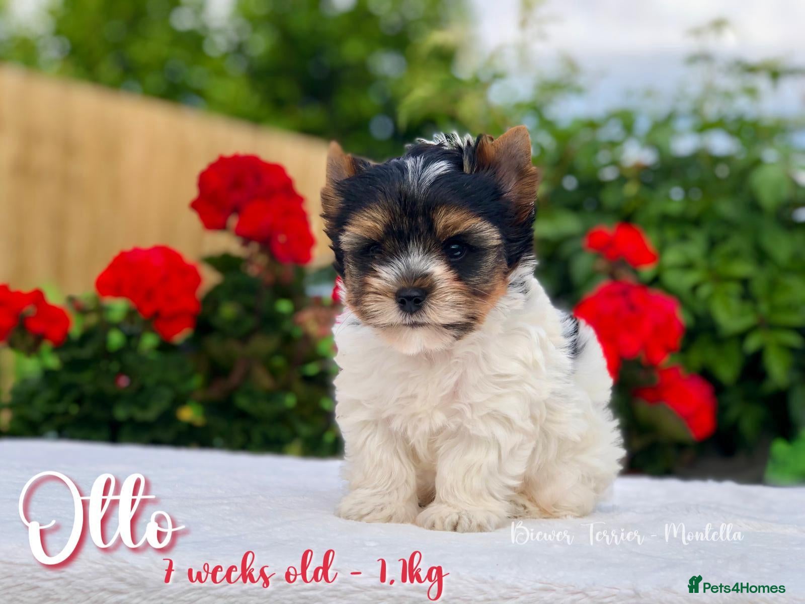 Yorkshire Terrier dogs One boy left Biewer Terriers! - Advert 1