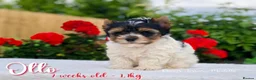Yorkshire Terrier dogs for sale: One boy left Biewer Terriers! - Advert 1
