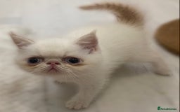 Exotic cats for sale: Outstanding exotic kittens  - Image 23