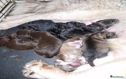 Mixed Breed dogs for sale: Malamute / Labrador pups  - Advert 8