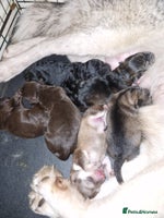 Mixed Breed dogs Malamute / Labrador pups - Advert 2