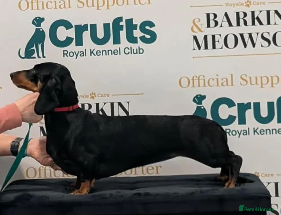 Dachshund dogs for sale: Standard smooth haired dachshunds in Huntingdon - Advert 2