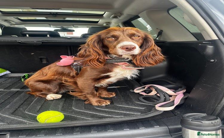 Cocker Spaniel dogs - Advert 1