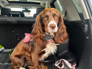 Cocker Spaniel dogs - Advert 15