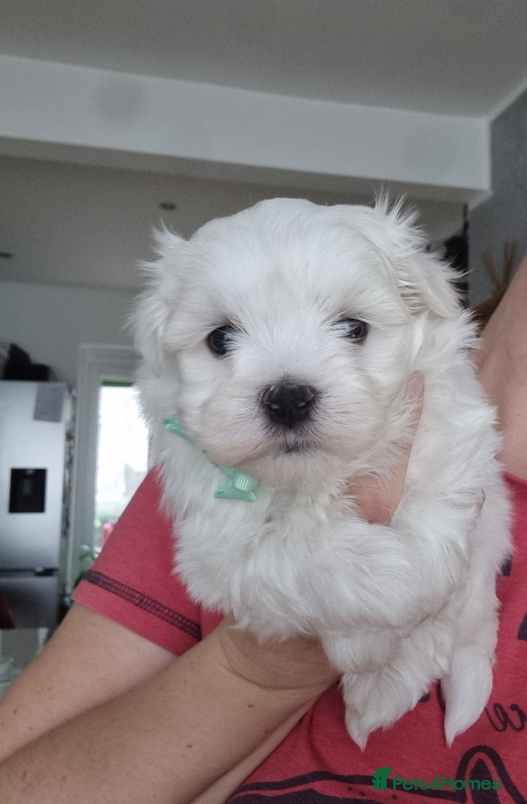 Maltese dogs for sale: Maltese pure breed 3xBoys ready on 14 December  - Advert 14
