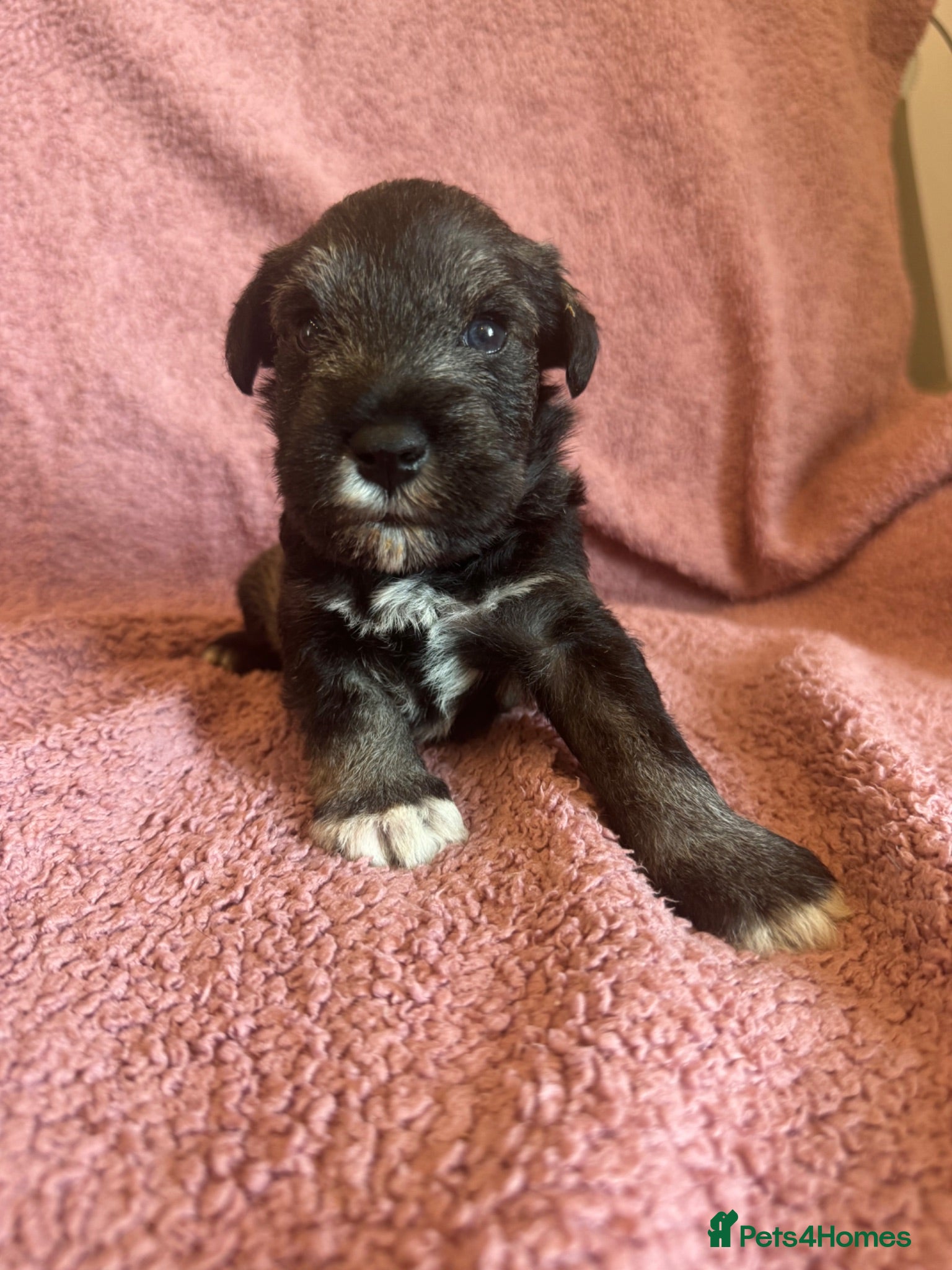 Miniature Schnauzer dogs Miniature schnauzer puppies  - Advert 8