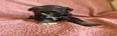 Blue Miniature Schnauzer 