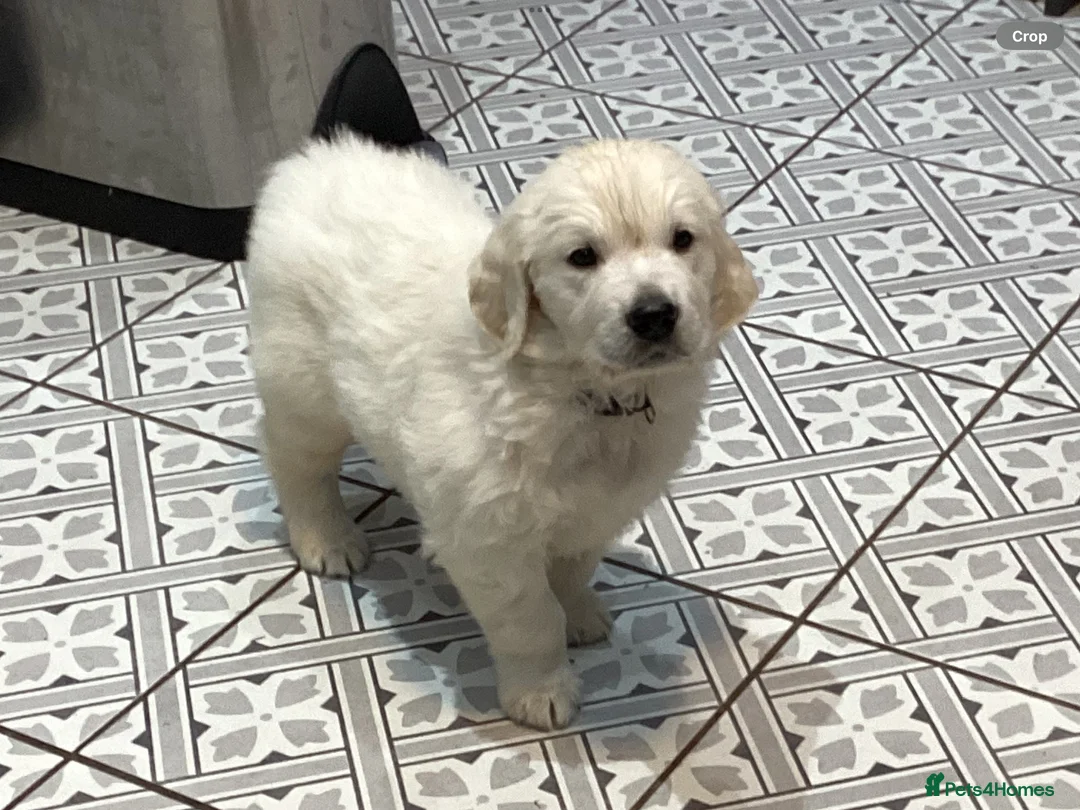 Golden Retriever dogs for stud: Stud dog for sale or pet home  - Advert 4