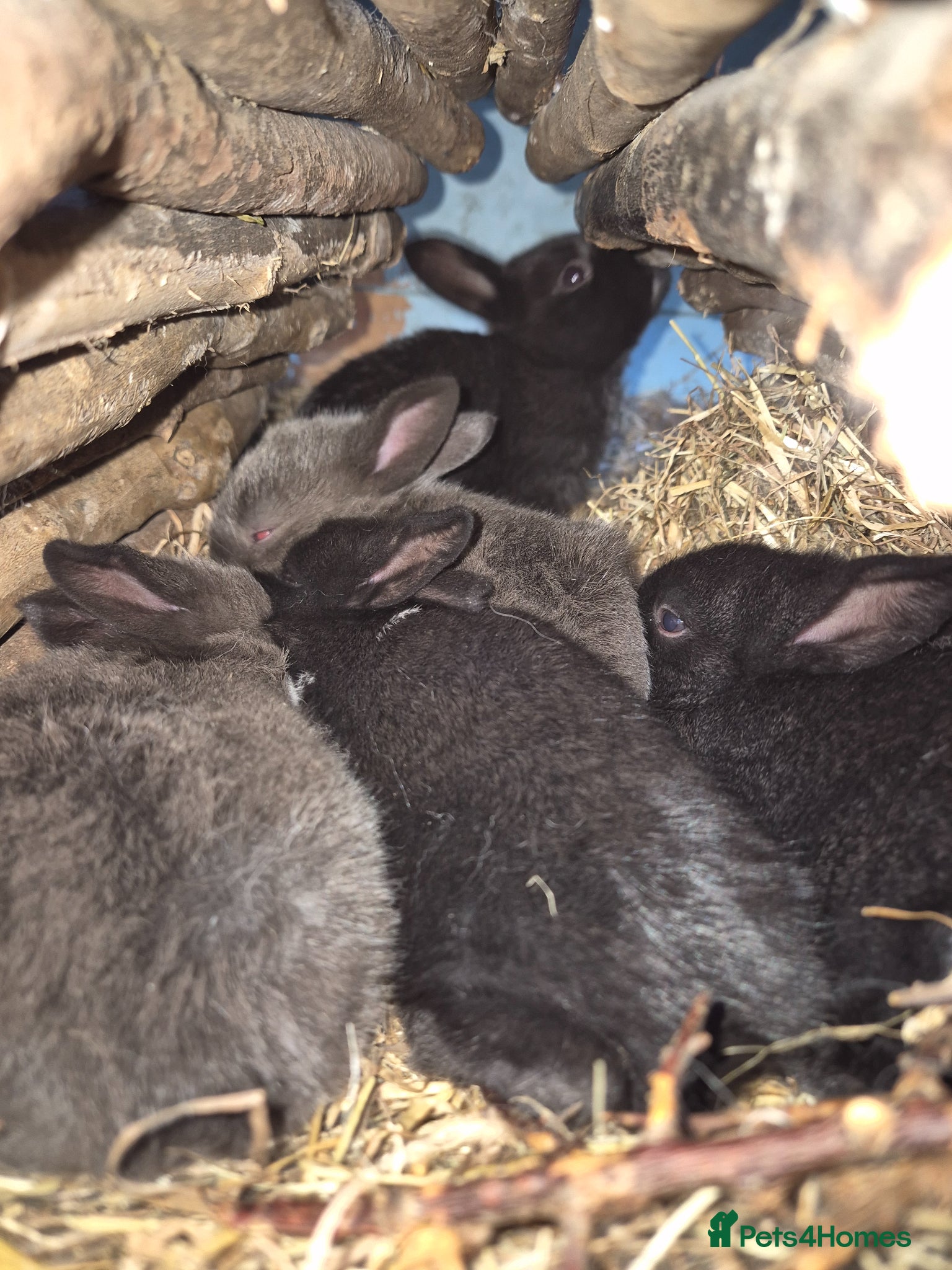 New Zealand rabbits New Zealand x Dutch Kits - Advert 7