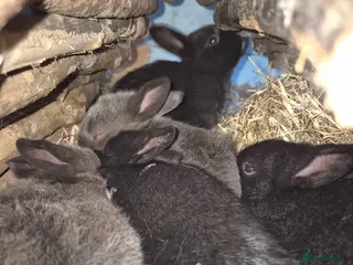 New Zealand rabbits New Zealand x Dutch Kits - Advert 7