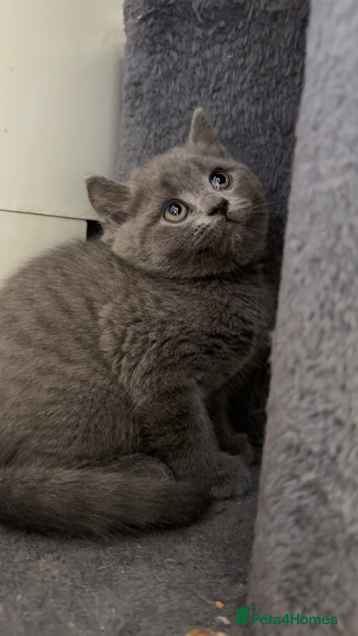 Scottish Fold cats Scottish fold kittens ready for their forever home - Advert 4