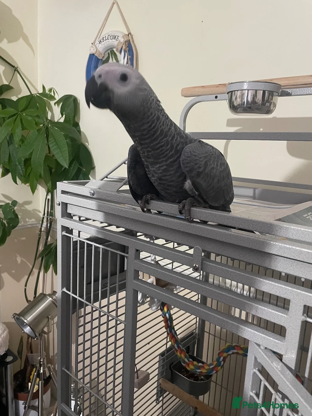 Parrots birds for sale: Mrs turner - Advert 2