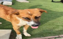 Mixed Breed dogs for adoption: Sweet Armin looking for LOvE - Image 13