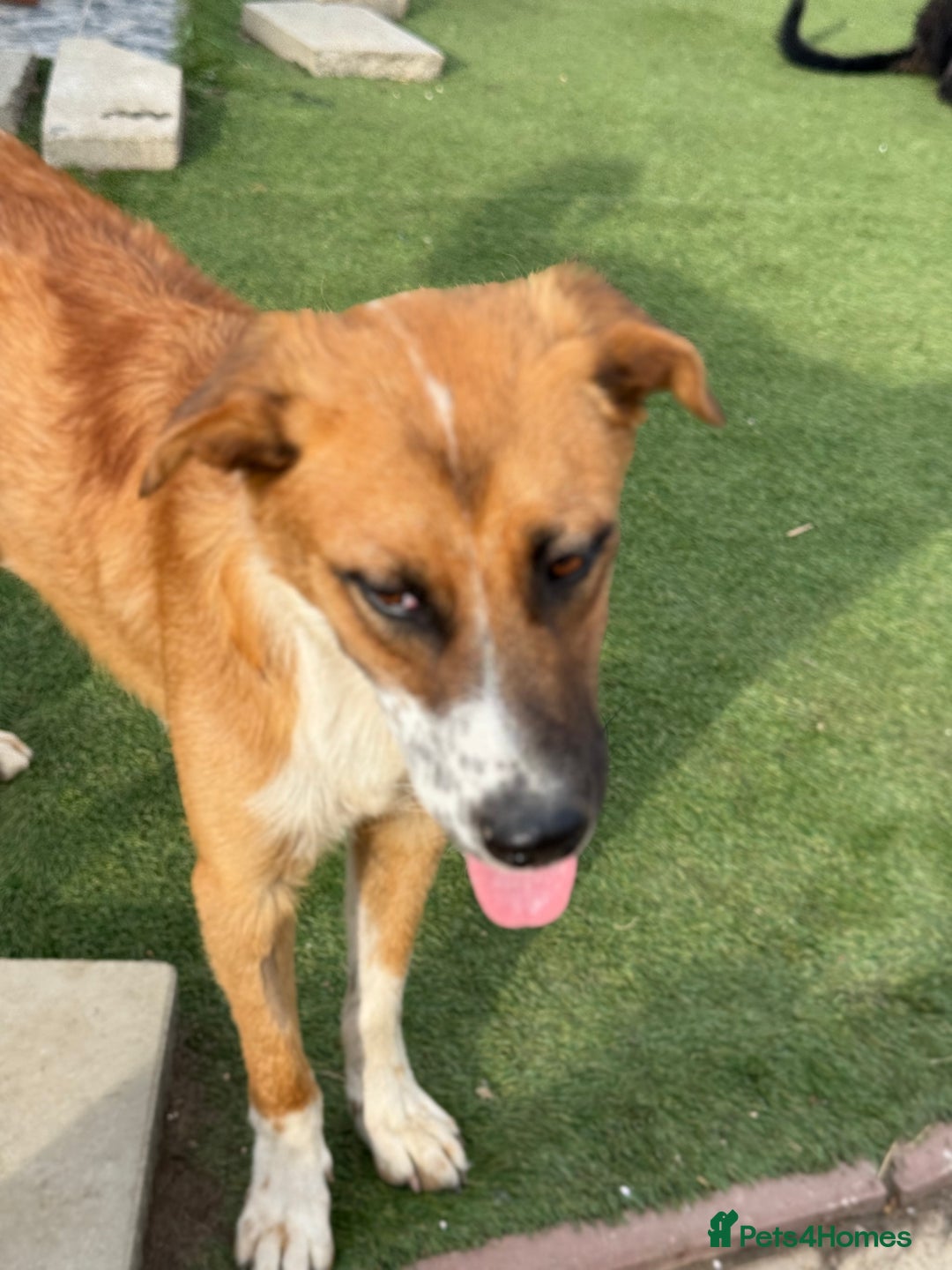 Mixed Breed dogs for adoption: Sweet Armin looking for LOvE - Image 13