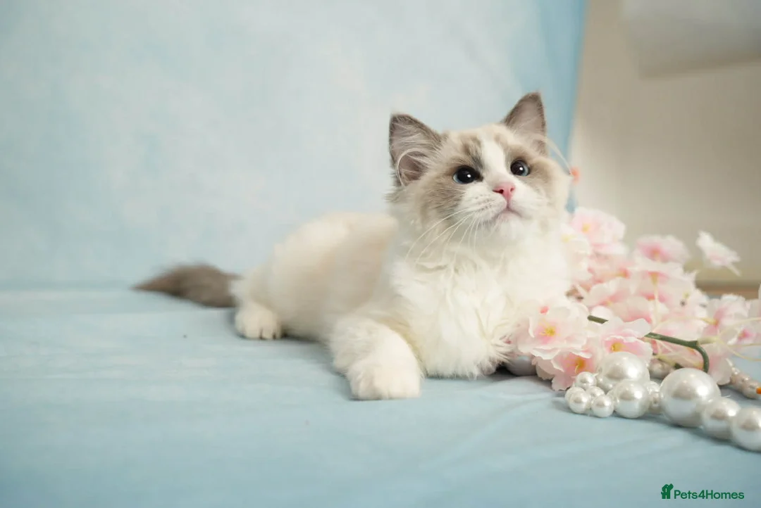 Ragdoll cats for sale: Gccf registered bicolour female kittens✨️ - Advert 2