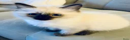 Ragdoll cats for sale: Ragdoll kittens  - Advert 7