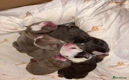 English Bulldog dogs for sale: BRITISH BULLDOG MALE/FEMALE - Image 15