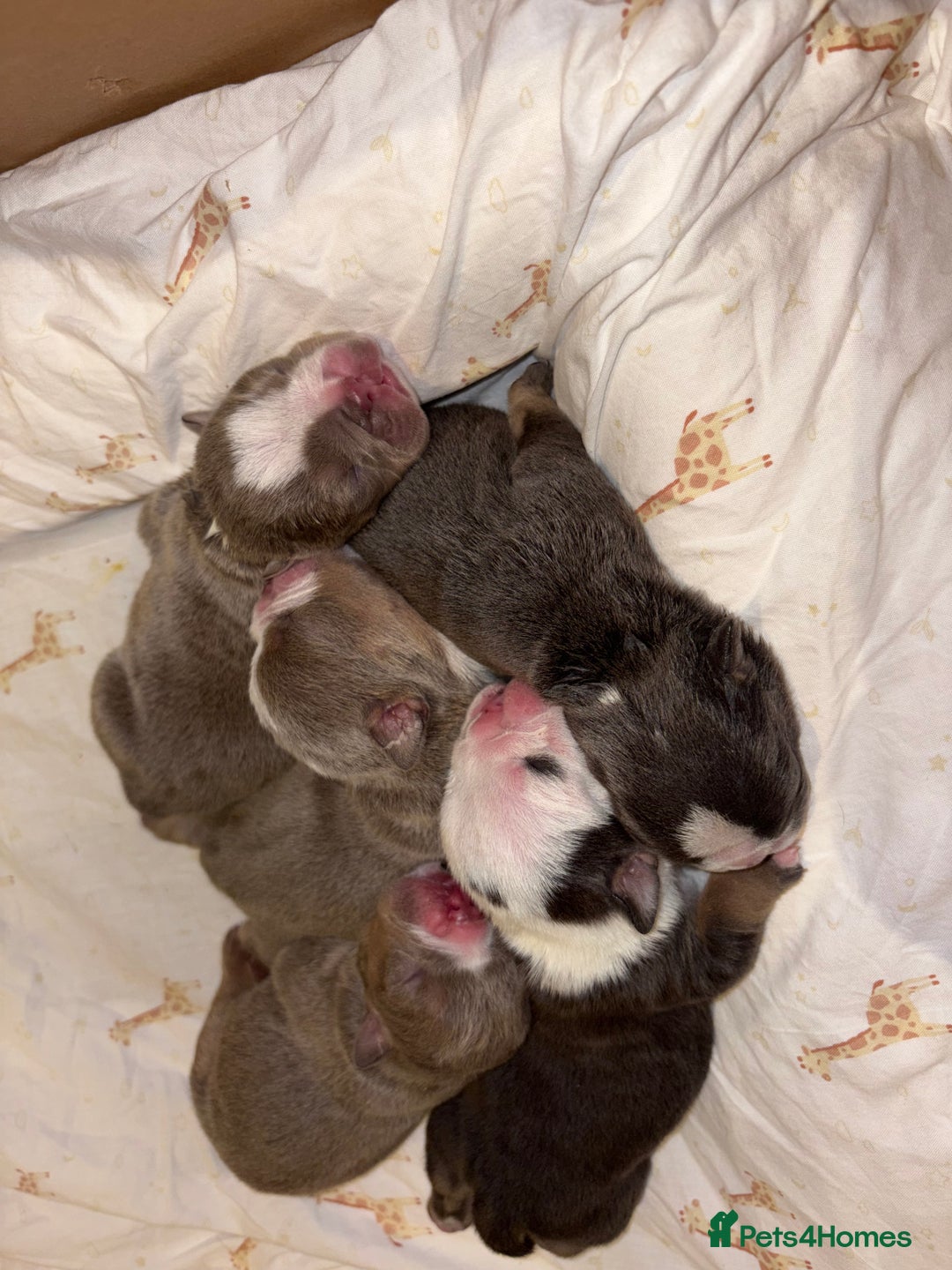 English Bulldog dogs for sale: BRITISH BULLDOG MALE/FEMALE - Image 15