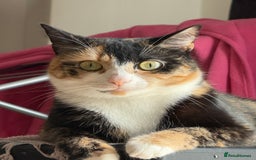 Domestic Shorthair cats for sale: 2 year old spayed female cat + accessories - Image 2