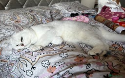 British Shorthair cats for sale: White British short hair in Wellingborough - Image 6