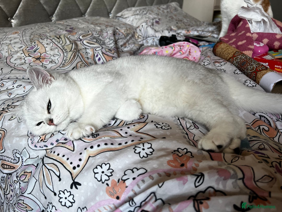 British Shorthair cats for sale: White British short hair in Wellingborough - Image 6
