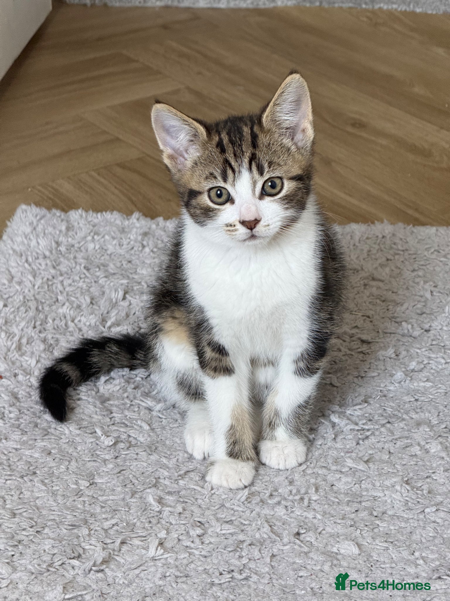 Mixed Breed cats Gorgeous kittens,boy and girl  - Advert 4