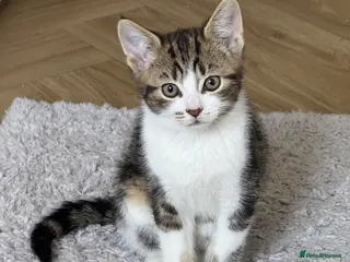 Mixed Breed cats Gorgeous kittens,boy and girl - Advert 4