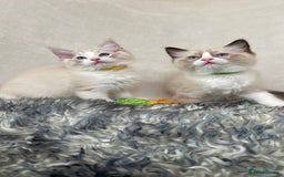 Ragdoll cats for sale: Premium Ragdoll Kittens  Beautiful TICA Registered - Image 11