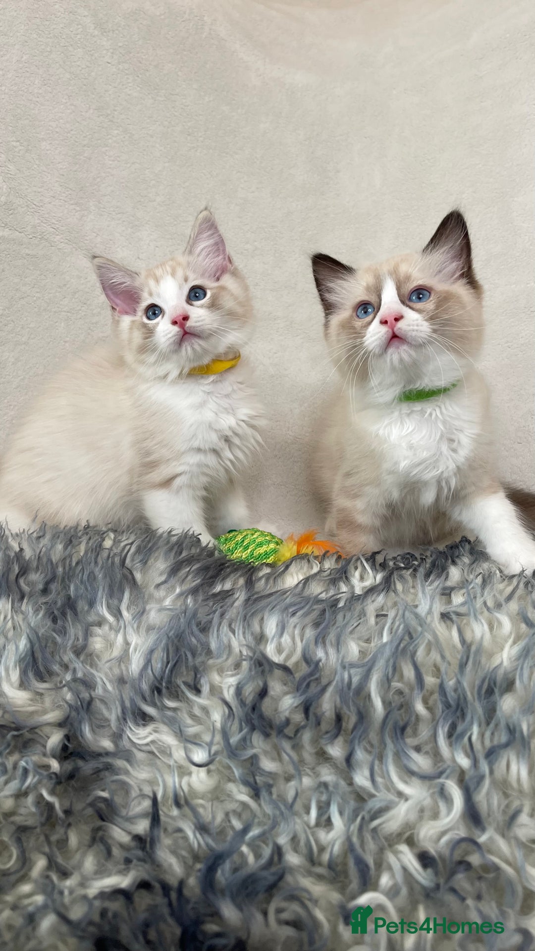 Ragdoll cats for sale: Premium Ragdoll Kittens  Beautiful TICA Registered - Image 11