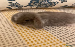 Mini Lop rabbits for sale: 5 beautiful minilops - Image 2