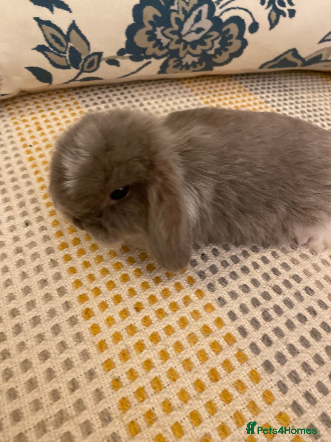 Mini Lop rabbits for sale: 5 beautiful minilops - Image 2