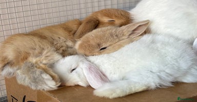 Mini Lop rabbits 5 week old pure mini lop ready to reserve - Advert 16