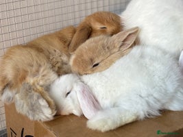 Mini Lop rabbits 5 week old pure mini lop ready to reserve - Advert 10