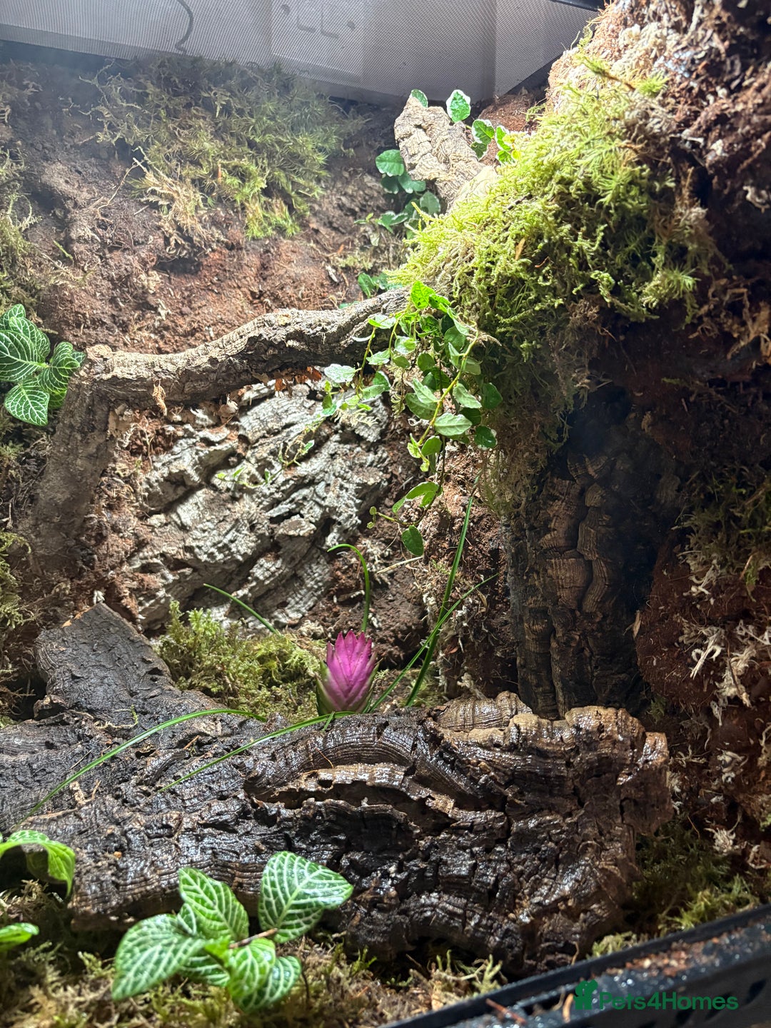Gecko reptiles for sale: Custom back drops - Image 2