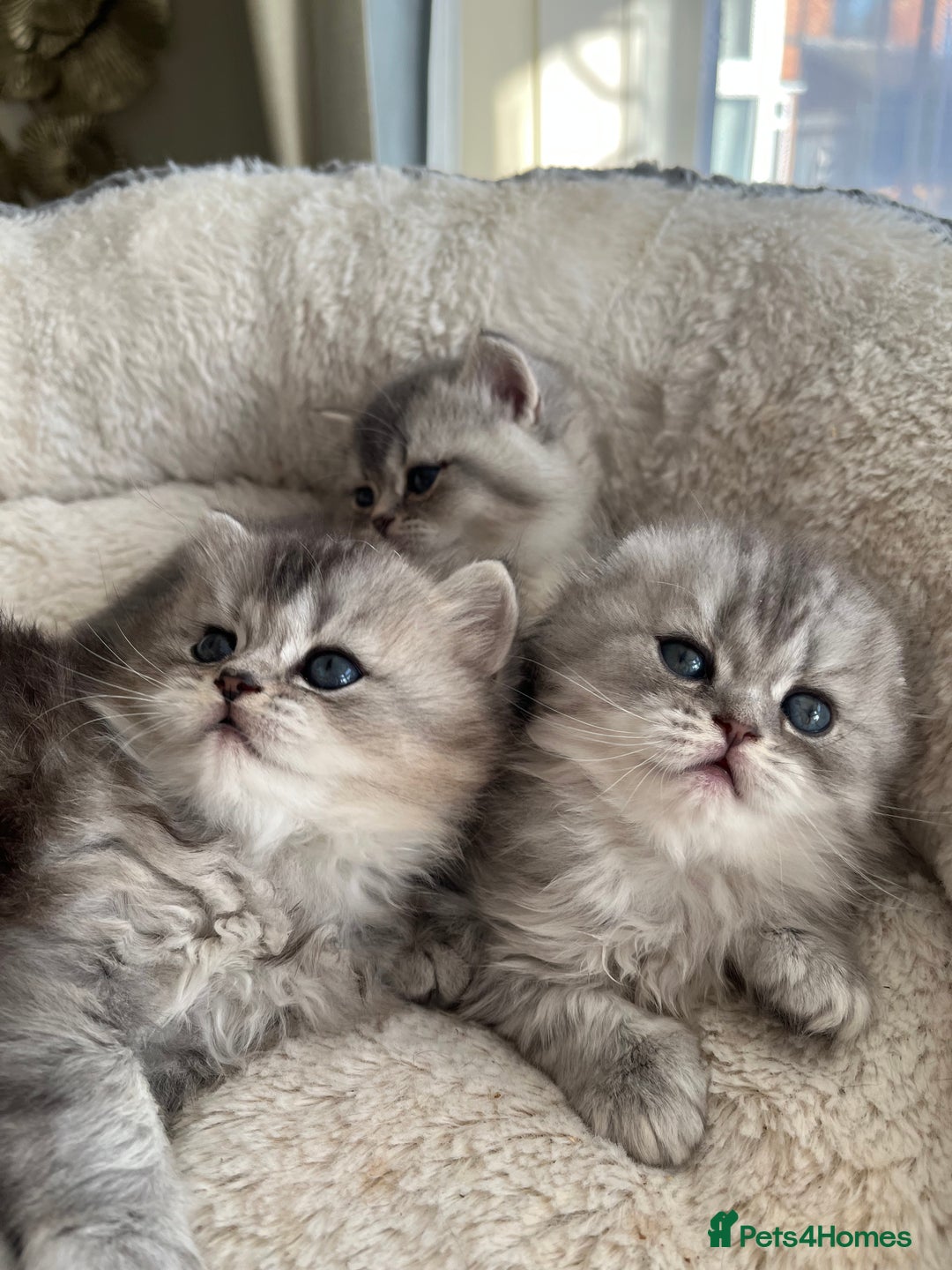 Scottish Fold cats for sale: Adorable Scottish Fold Kittens  - Advert 4
