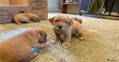Labrador Retriever dogs - Advert 13