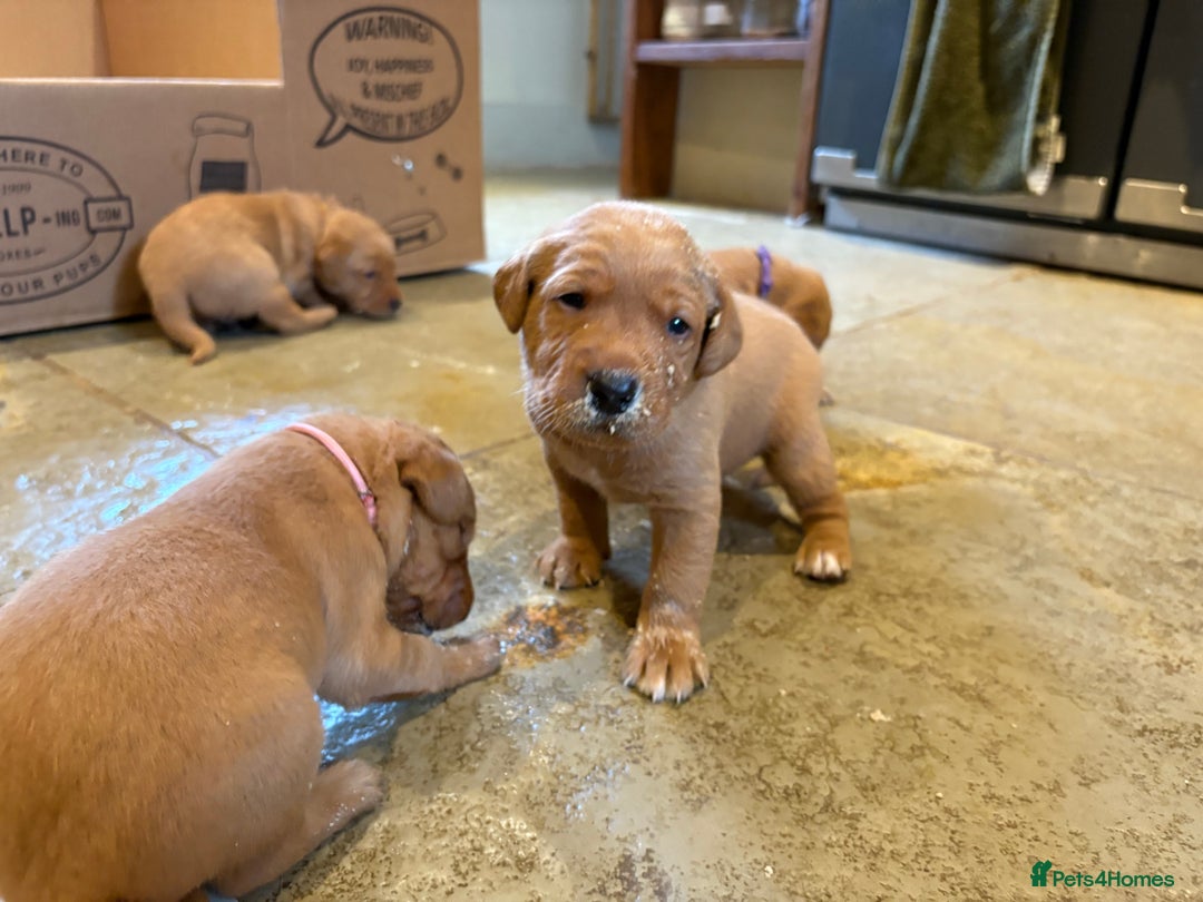 Labrador Retriever dogs for sale: Red Labrador Puppies - Stroud - Image 2