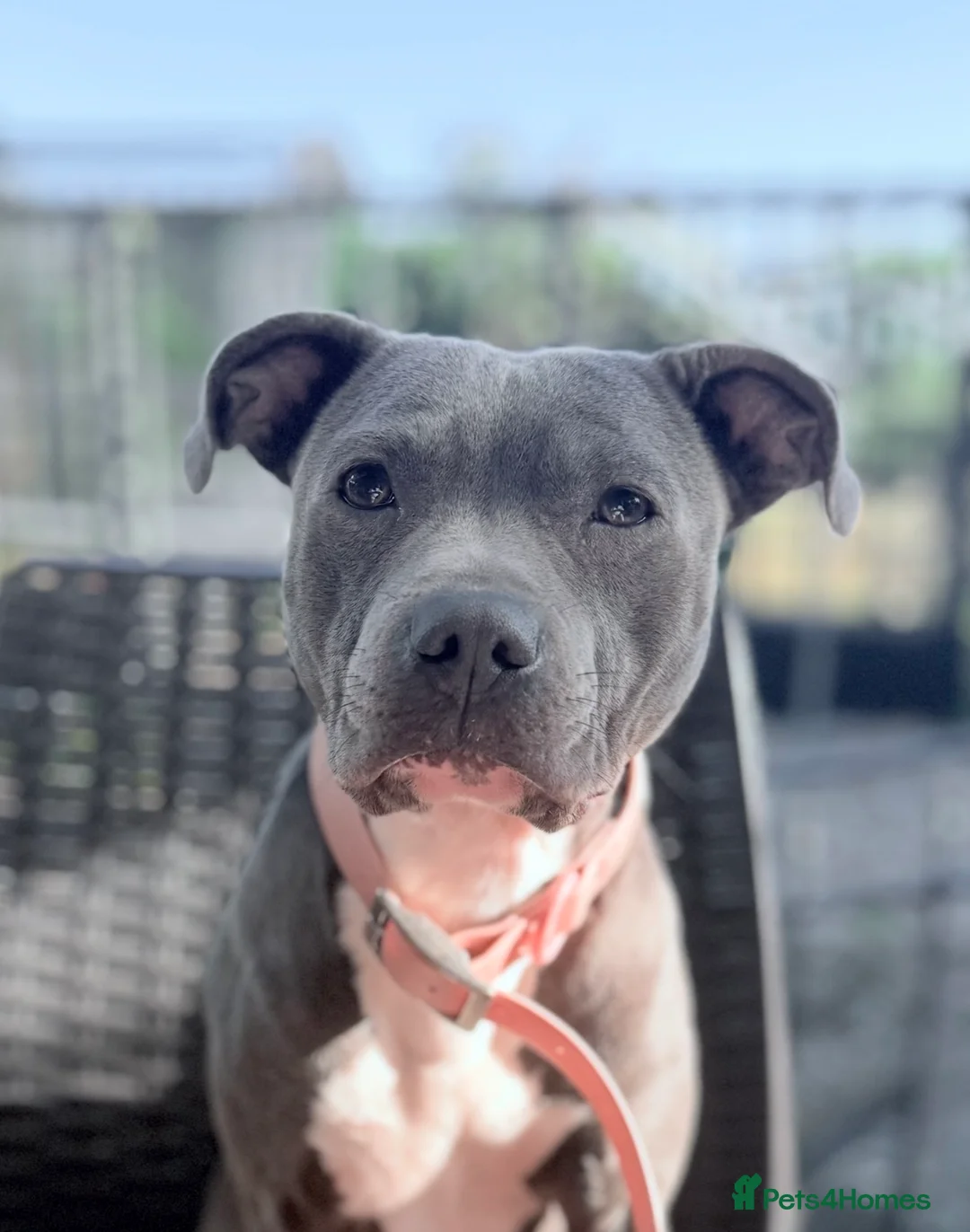 Staffordshire Bull Terrier dogs for sale: Beautiful staff puppies  - Advert 7