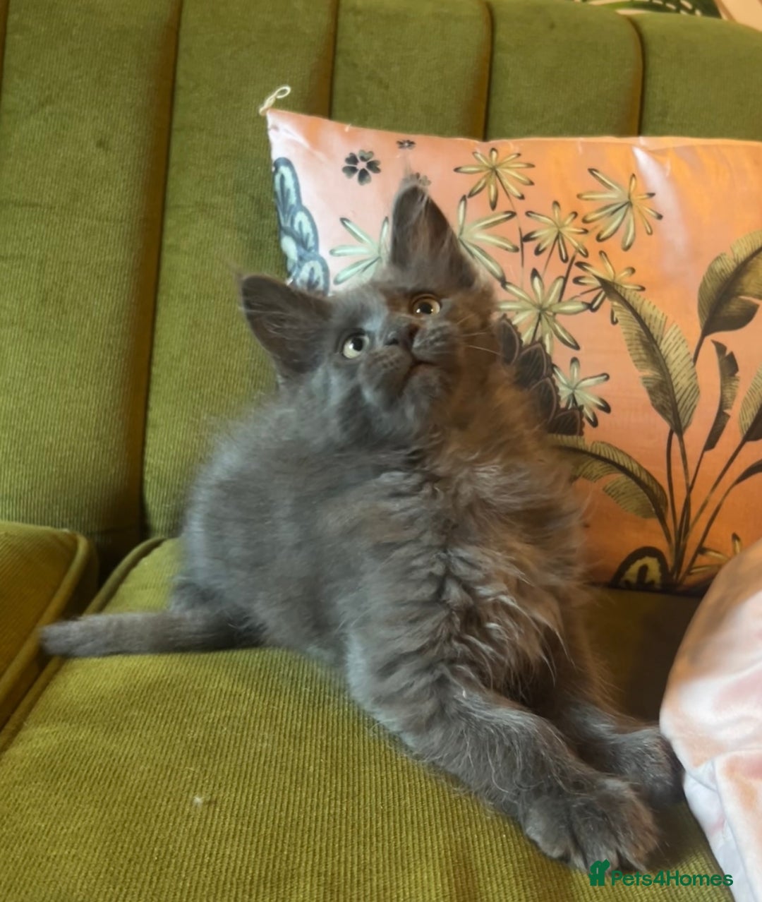 Maine Coon cats for sale: 🔥 TICA Maine coon kittens 🔥  READY NOW 💕💕 - Image 17