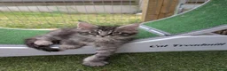 Maine Coon cats for sale: Tica registered mainecoons  - Advert 34