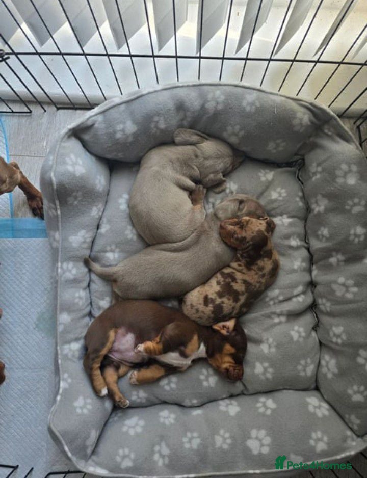 Miniature Dachshund dogs ADORABLE MINIATURE DACHSHUND PUPPIES FOR SALE  - Advert 1