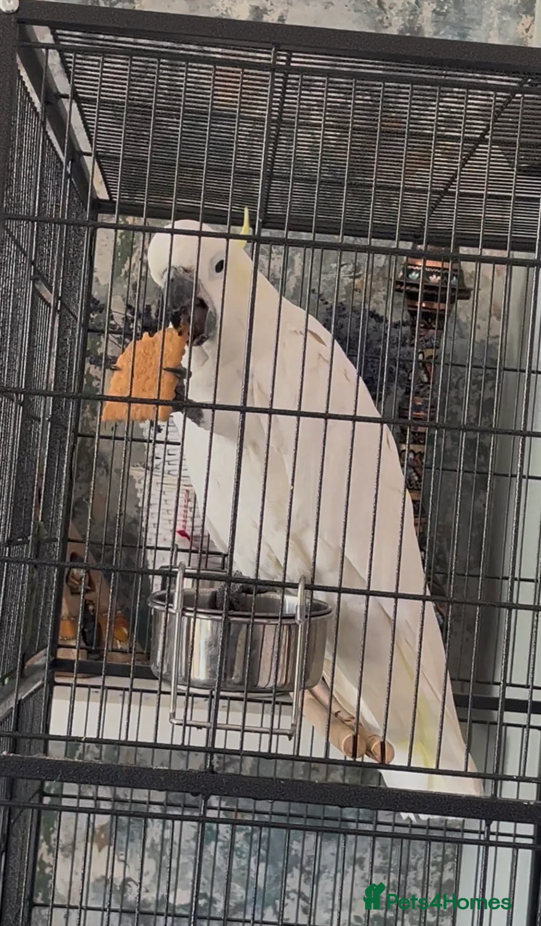 Cockatoo birds for sale: Sulphur crested cockatoo 4 years old!  - Advert 5