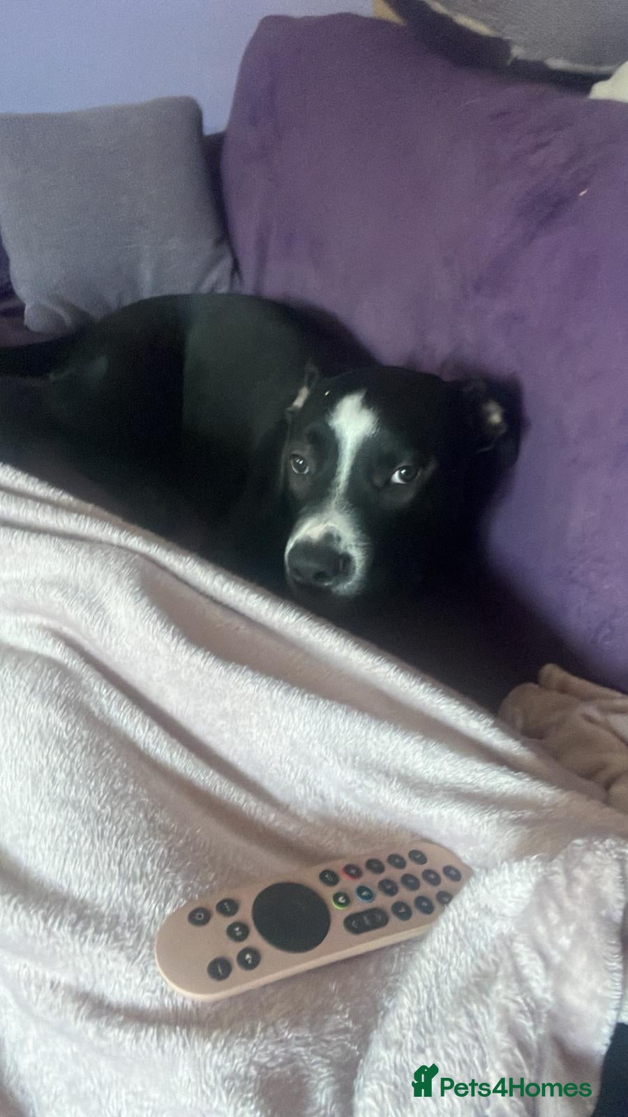 Mixed Breed dogs American bulldog cross - Advert 5