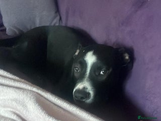 Mixed Breed dogs - Advert 9