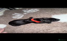 Labrador Retriever dogs for sale: Kc registered Labrador puppies available ⭐️⭐️⭐️⭐️ - Image 17