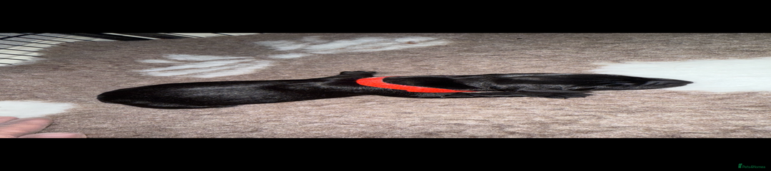 Labrador Retriever Puppy 1