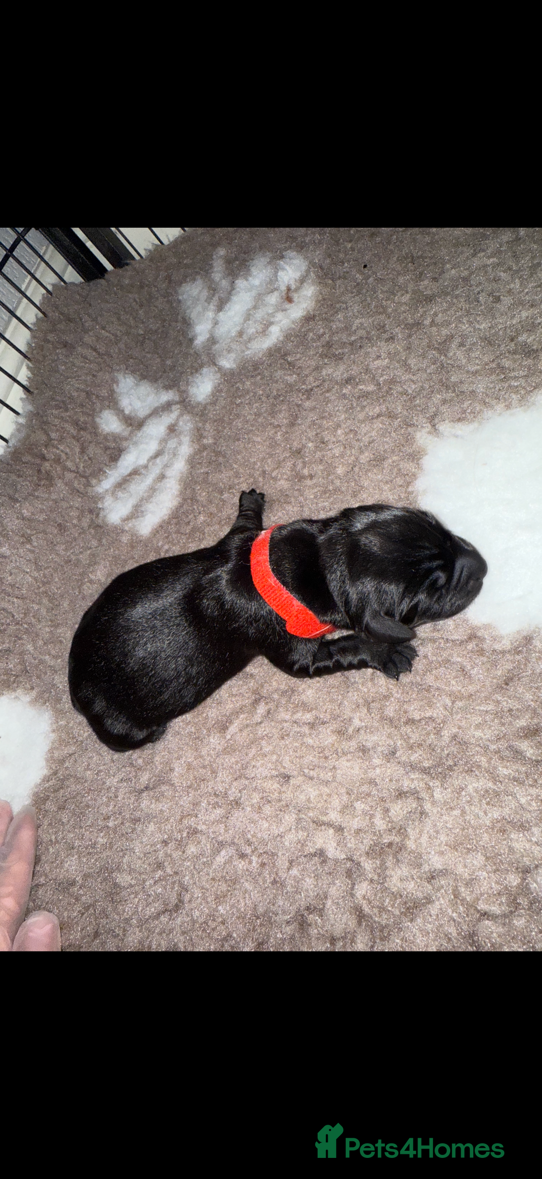 Labrador Retriever dogs for sale: Kc registered Labrador puppies available ⭐️⭐️⭐️⭐️ - Image 17