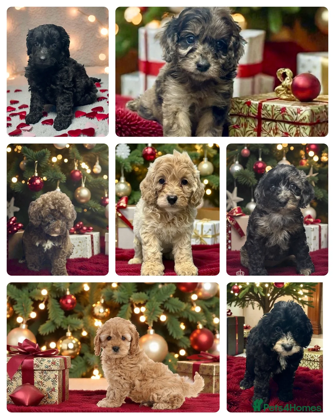 Toy Poodle dogs for stud: 5* health checked merle toy poodle licensed DNA  - Advert 8