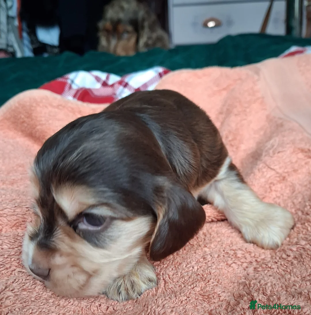 Cocker Spaniel dogs for sale: Absolutely Stunning Show Cocker Spaniels - Advert 16