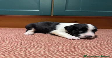 Sprollie dogs River - 9 week old Sprollie - Advert 8